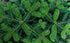 Close-up of green fir needles