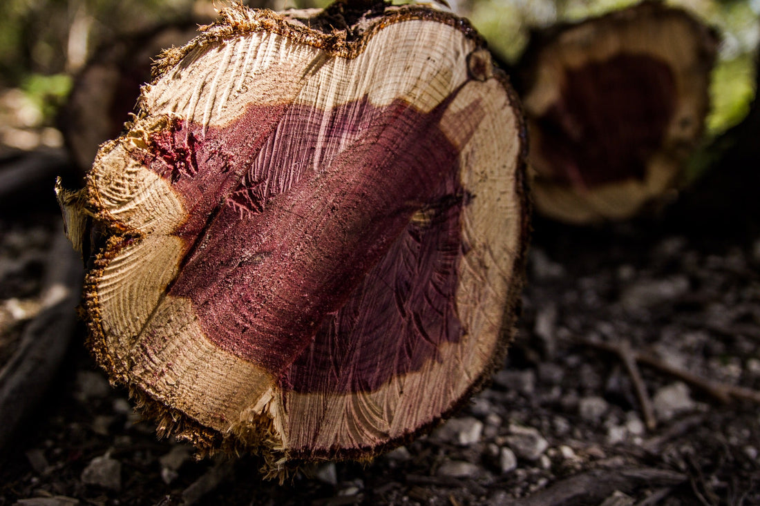 Close-up of a cut tree stump with purple interior on a natural background