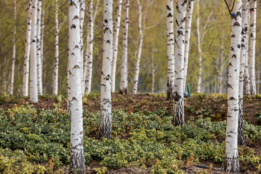 White Birch & Peppercorn Beard Oil