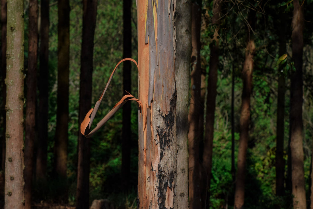 Close-up of a tree trunk with peeling bark in a forest setting