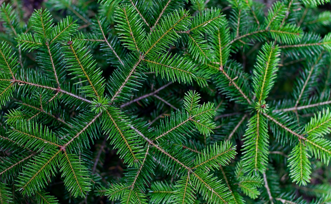 Close-up of green fir needles
